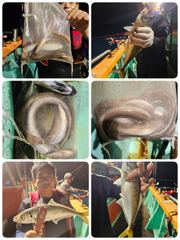 포항 장어조황고등어전갱이도같이 히트 내일금 토일월 모집중입니다 사진