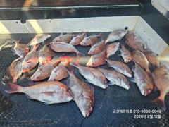 군산에프원호 12일 참돔타이라바 조황입니다. 사진