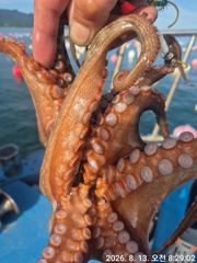 [통영] 유촌 형만호 선상 문어 철수 조황입니다 내일 자리여유 사진