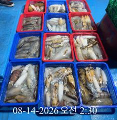 [ 무늬 팁런 ] 미친 마릿수 200수 오버 (9명 출조) 사진