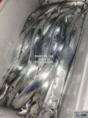 내만갈치) 14일 금요일 달려 달려~내만갈치야 딱 기댕기~예약중 사진