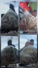 빅원호 문어일정(자리여유) 사진