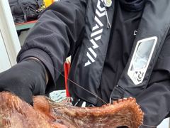 [사천] 사천팔포피싱 입니다 문어 갇이 출조 하실분 주중 주말예약 받습니… 사진