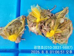 [사천] 삼천포광명호2, (8/16.17)일,월 출조 확정자리여유있습니다… 사진