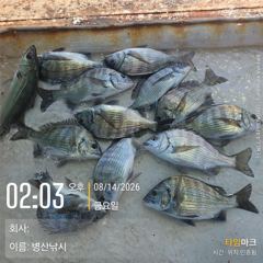 [고성] 병산  감성돔 마리수 농어마리수 선외기 흘림조황~~ 사진