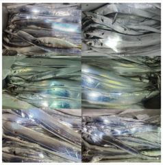 [진해] 냉산갈치.마리수 만족