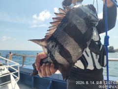 긴꼬리45cm 돌돔54cm 사진