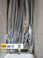 [통영라임호] 8월14일  갈치 입항조황!!!!  스타링크도 있어요 !!! 멀리서도 인터넷 어렵지 않아요  01023004931 사진
