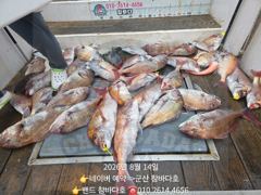 14일 8분 참돔 덩어리입니다. 군산 참바다호 16일 17일 모집 사진
