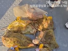 9물 14일 문어조황 사진