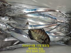 8월14일 갈치 조황 사진