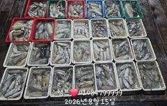 무늬오징어 던지면 뭅니다 사진
