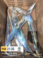 [통영라임호] 8.15. 광복절   갈치입항조황   사진