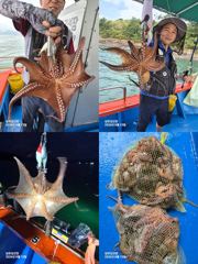 [사천] 15일,돌문어조황,삼천포,삼포김선장(자리여유예약중입니다 사진