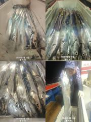 [여수플라워호] 15일 갈치 조황입니다.010-2004-5524 사진
