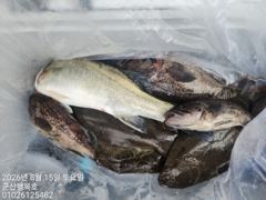 15일 군산 긴오전배 대사리 빠른 물속에서도 다잡아~!! -군산새만금낚시 행복호- 사진