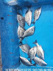 [거제] (선외기)문어 감성돔 두 팀 마릿수 성공 핫시즌 시작~(17일 … 사진