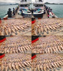 ♥붉바리들..이정도는 잡아봐야지요 초대박 붉바리조황입니다[2026년08월15일 ] ◎ 해마루호가 뜨는이유? 조황때문이죠 ◎ 핵심포인트: 바로진입.. 바로히트.. ▣ 차원이 다른 ... 사진