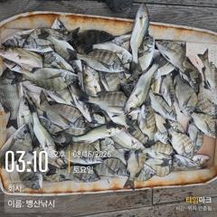 [고성] 병산  감성돔 35외 마리수 농어마리수 흘림조황~~ 사진