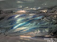 [진해] 15일새벽,내만칼치~루어 1타1피~엄청나게 잡고~예약가능~ 사진
