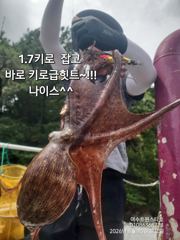 17일(월)대체공휴일 ㆍ여수돌문어자리가능 사진