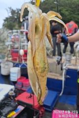 무늬들 줍줍줍~ 손맛 중!!! 17일(월) 널널합니다!!! [1] 사진