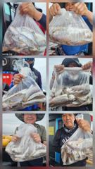 8월15일  왕 백조기조황 사진