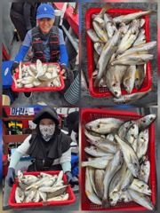 [백조기조황] (오전피딩) 8월15일 백조기 조황(굿~!!) 사진