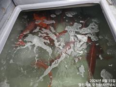 첼린저호 참돔흘림 조황 사진