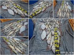 오늘의조황 - [ 고강호 ] 8월 10일 [ 대.농어 + 민어 외수질 출조 완료 ] [ 인천배낚시 청마피싱 / 인천선상낚시 / 인천낚시배 ] - 인천 영종도 선상낚시 청마피싱,피싱스토리 사진