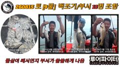 오늘의조황 - 8/15 토 [9물] 백조기/부서 13명 조항 입니다. - 루어파이터호 사진