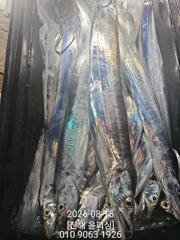진해 윤피싱 광복절 먼바다 텐빈 입항조황 사진