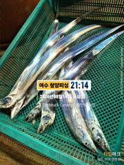 [여수,광양] 여수 청양피싱 8월16일 입항조황입니다. 사진