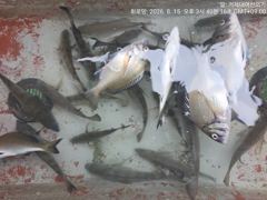 (선외기)문어 마릿수~감성돔 찌맛 손맛 중치급들로~(17일 예약) 사진