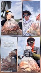 [통영] 통영] 문어 사량도 굴어장 조황 15일(토) 통영 메티스호 사진