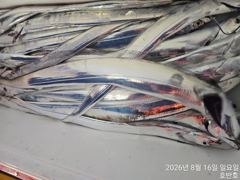 [통영] {통영호반호}먼바다 갈치조황~내일 정상출항함니다 사진