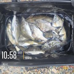 병산  감성돔 농어 마리수  비속의 선외기조황~~ 사진
