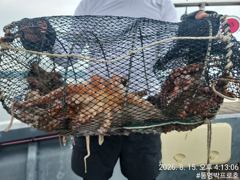 통영박프로호 돌문어 마릿수 조황  사진