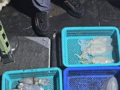 8월15일 무늬오징어 조황입니다~ 사진