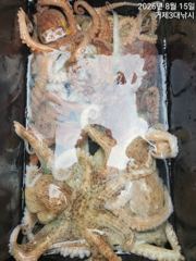 [거제] (문어)사량도 두자릿수 두분~마릿수 살아납니다~3대호(18일 예… 사진