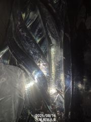 [거제] 4지,3.5지,3지 텐빈 철수조황~ 화요일 부터 사진