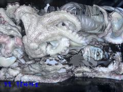 녹동 푸른바다호 8월 15일 문어 조항 알려 드립니다. 사진