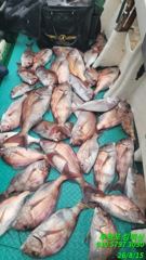 오늘의 조황 - 15일 참돔조황입니다. - 무창포 킹피싱 사진