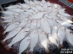 8/16. 군산. 뉴-발리호. 광어. 세자릿수. 굿. 생미끼. 조황. 사진