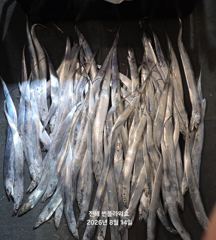 [진해] <내만 갈치>갈치사냥 갑니다~ 월,화,수~예약중