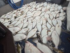 오늘의 조황 - 8월8일(토) 광어 조황입니다 - 대야도 피싱아일랜드 사진