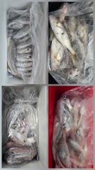 오늘의조황 - 8일 파워피싱호 백조기 조황입니다 - 마량포낚시,배낚시,선상낚시 사진