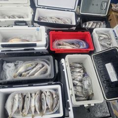 조황갤러리 - 무창포 백조기 No.1 " 프로낚시 " 8.15( 토 )&lt;&lt;&lt;&lt;&lt; 빅 마 린 &gt;&gt;&gt;&gt;&gt; 백조기 조황보고... - 무창포 백조기낚시 사진