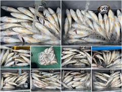 오늘의조황 - [ 제우스호 ] 8월 16일 [ 인천권 - 백조기 전문출조 !! ] [ 인천배낚시 청마피싱 / 인천선상낚시 / 인천낚시배 ] - 인천 영종도 선상낚시 청마피싱,피싱스토리 사진