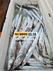 여수 청양피싱 8월16일 입항조황입니다. 사진